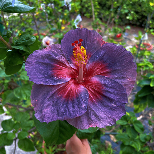 Taiwan Smoky Violet Ember - Cutting